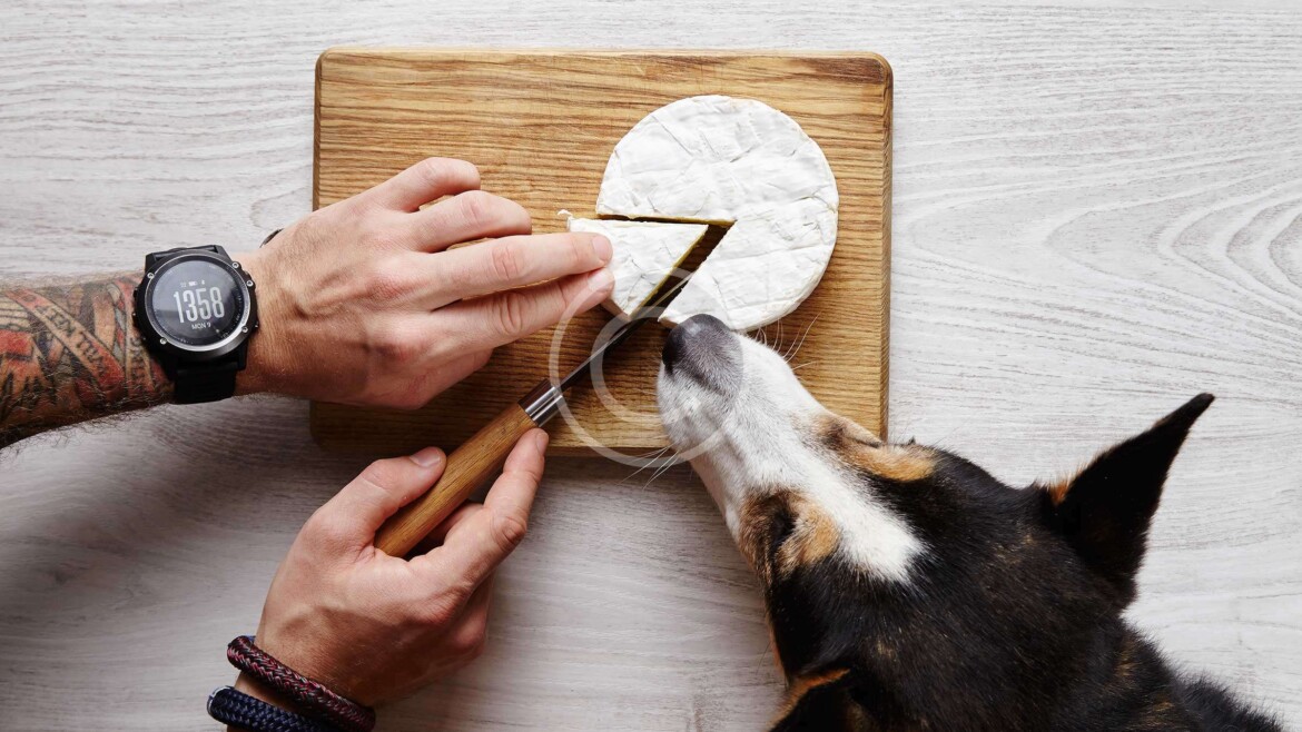 A Little Corgi „No-No“ when It Comes to Food