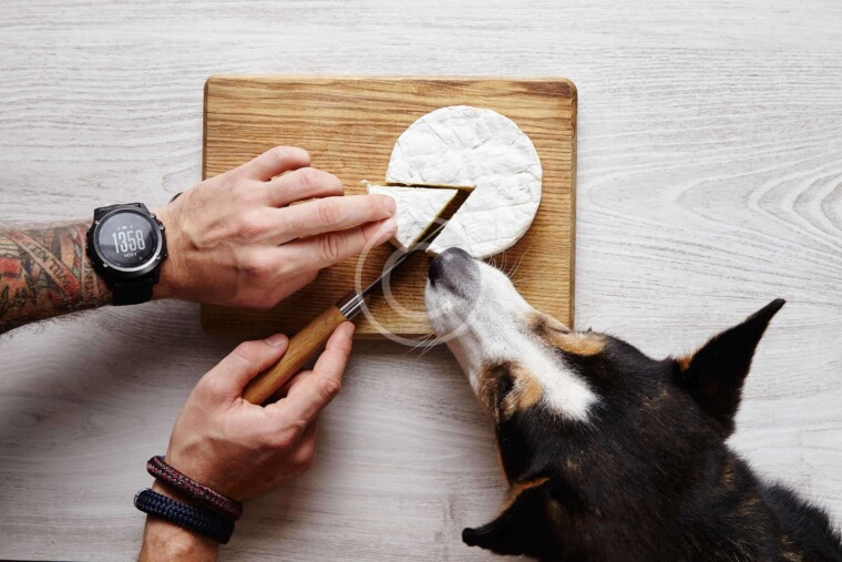 A Little Corgi „No-No“ when It Comes to Food